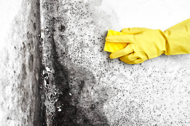 Best Commercial Mold Remediation in Alamae, NC