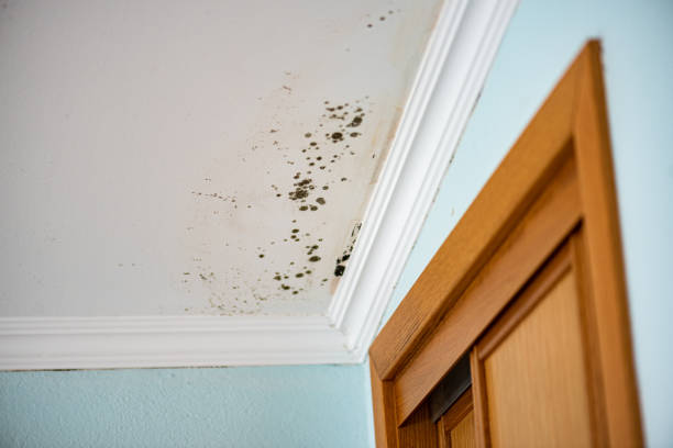 Trusted Alamance, NC Mold Remediation Experts